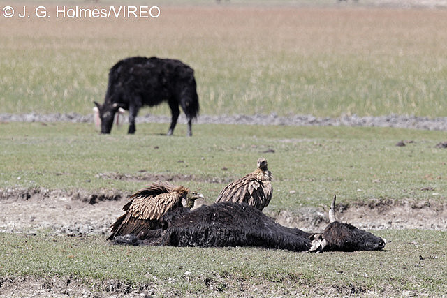 Himalayan Vulture h46-5-040.jpg